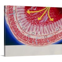 Artwork of a Laxative in The Large intestine Canvas Wall Art Print, 20"x16"x1.25"
