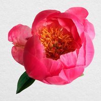 Pink Peony Flower - 8 Inch Wide Printed Vinyl Decal - Pretty Floral Sticker for MacBook, Laptop, Cars, Trucks, SUVs and More!