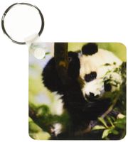3dRose Giant Panda bear, Research station, San Diego Zoo CA - US05 MPR0038 - Maresa Pryor - Key Chains, 2.25 x 4.5 inches, set of 2 (kc_88551_1)