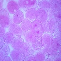 Fish Mitosis Slide, 7 m, H&E