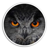 2 x 10cm Owl Eyes Vinyl Stickers - Bird Wildlife Sticker Laptop Luggage #8252 (10cm Wide)