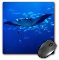Manta Ray - Mouse Pad, 8 by 8 inches (mp_160132_1)