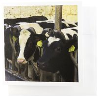 3dRose Enkhuizen, Netherlands, West-Frisia Farm cows - EU20 LEN0072 - Lisa S. Engelbrecht - Greeting Cards, 6 x 6 inches, set of 12 (gc_82330_2)