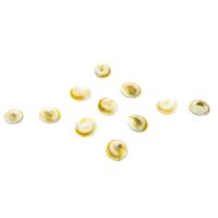 The Holy Mart Gomati Chakra Original (Set of 11) Gomatichakra for Pooja