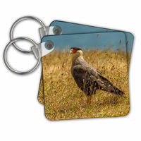 3dRose Chile, Patagonia, Torres Del Paine Np. Southern Crested Caracara Bird - Key Chains, 2.25" x 2.25", Set of 2 (kc_228701_1)