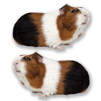 2 x 10cm/100mm Cute Guinea Pig Vinyl Sticker Decal Laptop Travel Luggage Car iPad Sign Fun #6593