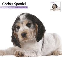 Cocker Spaniel  18 Month 2016 Calendar