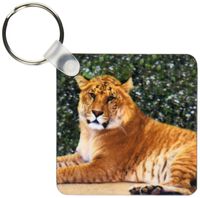 3dRose California, lion/tiger hybrid, Wildlife Waystation - US05 BJA0113 - Jaynes Gallery - Key Chains, 2.25 x 4.5 inches, set of 2 (kc_88174_1)