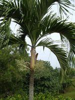 Christmas Tree Palm 6 to 10 inches tall Seedling