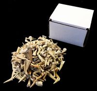 Half Pound of Genuine Shark Teeth in Gift Box - Fossilized Moroccan Teeth! - Wholesale Bulk Shark Teeth!