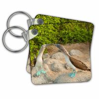 3dRose Ecuador, Galapagos National Park, San Cristobal. Blue Footed Booby - Key Chains, 2.25" x 2.25", Set of 2 (kc_228793_1)