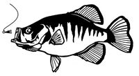 Crappie Decal #1 Fishing Boat/Truck Window Stickers, Die Cut Vinyl Decal For Windows, Cars, Trucks, Tool Boxes, Laptops, Macbook - Virtually any Hard, Smooth Surface, White 8 Inch