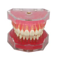 Dentalmall® 1 Pc Dental Demonstration teeth Model - Standard Study Teaching dental mode with all Removable Teeth #4004 01