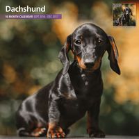 Magnet & Steel 2017 Dachshund Calendar, Traditional Calendar