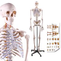 LYOU Human Skeleton Model, Medical Anatomical Skeleton Life Size 70.8 in with Rolling Stand for Anatomy Teaching and Studying, Colorful Poster Includes