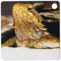3dRose Bearded dragon lizard - NA02 DFR0024 - David R. Frazier - Key Chains, 2.25 x 4.5 inches, set of 2 (kc_83713_1)