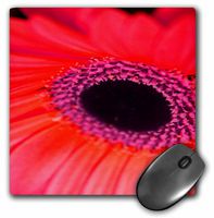 3dRose LLC 8 x 8 x 0.25 Inches Mouse Pad, Eye of The Red Gerbera Daisy (mp_36791_1)