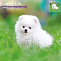 Magnet & Steel 2017 Pomeranian Calendar, Traditional Wall Calendar