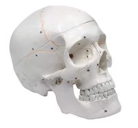 Numbered Human Adult Skull Anatomical Model, Medical Quality, Life Sized (9" Height) - 3 Part - Removable Skull Cap - Shows Most Major Foramen, Fossa, and Canals - Includes Full Set of Teeth