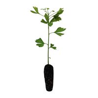 Ginkgo Tree | Medium Tree Seedling | The Jonsteen Company