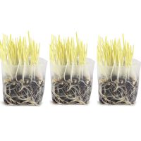 Pop Up Microgreens Kit (Corn) - Just Add Water and Seed. Perfect Size, a Quick, Smart, Nutritious Meal. Includes Fiber Soil in a Bag, Corn Seed. Super Health Benefits, Easy Grow/Delicious.
