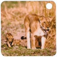 3dRose Tanzania, Katavi, lioness and cub -AF45 DSR0022 - Daniel Schreiber - Key Chains, 2.25 x 4.5 inches, set of 4 (kc_73006_2)