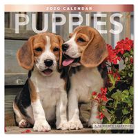 2020 Puppies Wall Calendar (LME1001020)