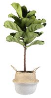 Costa Farms Live Ficus Lyrata, Fiddle-Leaf Fig, Floor Plant, 4-Feet Tall, Ships in Seagrass Basket, White-Natural, Fresh From Our Farm
