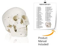 Vision Scientific VAL221 Medical Numbered Human Skull-3 Part | Life Size | from Real Human Skull, Detail Hand Painted Numbering | Sectioned Skullcap | Suture Lines & Full Dentition | Labelled Diagram