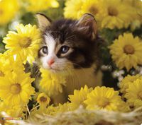 WOW!PAD 7.5" x 8.5" Puppies & Kittens Mouse Pad (78PK98-002)