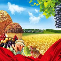 GladsBuy Various Vegetables 8' x 8' Computer Printed Photography Backdrop Autumn Theme Background XLX-562