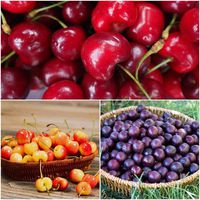 3-in-1 Cherry Jubilee Tree - 3 Unique Cherry Varieties Growing on 1 Tree!