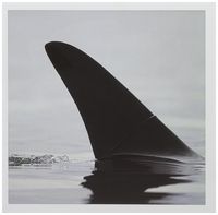 3dRose Alaska, Juneau, Killer Whale fin, Stephens Passage - US02 PSO0762 - Paul Souders - Greeting Cards, 6 x 6 inches, set of 6 (gc_87647_1)