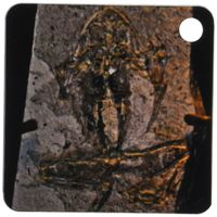 3dRose Pueyoi frog fossil from the Miocen Libros, Teruel, Aragon, Spain - Key Chains, 2.25 x 4.5 inches, set of 4 (kc_16708_2)
