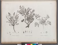 Prints Poster - Botanique. 1. Hedysarum ptolemaicum; 2. Astragalus longiflorus; 3. Astragalus mareoticus. 24" x 19"
