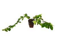 Creeping Fig Vine - Ficus Pumila - 50 Live Fully Rooted Plants - Climbing Ivy