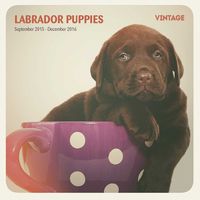 Labrador Puppies 16 Month 2016 Vintage Wall Calendar