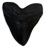 Megalodon Giant Shark Tooth (Black)