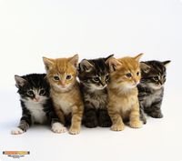 WOW!PAD 7.5" x 8.5" Tabby Kittens Mouse Pad (78PK98-005)