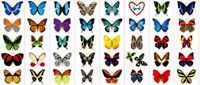 Premium Butterfly Stickers, Decals - For Cards, Envelopes, Laptops, Windows