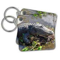 3dRose Key Chains - USA, Florida, Orlando, Alligator Basking on Mud Island, Set of 4, 2.25 x 2.25" (kc_259194_2)