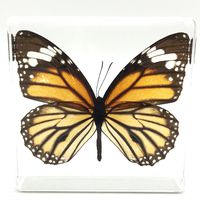 Tiger Butterfly Paperweight Paperweights Specimen Specimens Collection Display(3"x3"x1")