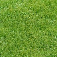 DCWVE Die Cuts with A View Open Stock Paper 12 x 12-Single-Sided-Grass OS-003-00002