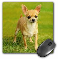 3dRose LLC 8 x 8 x 0.25 Inches Mouse Pad, Chihuahua (mp_414_1)