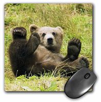 3dRose LLC 8 x 8 x 0.25 Inches Mouse Pad, Baby Grizzly Bear (mp_43744_1)