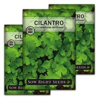 Sow Right Seeds - Cilantro Seed - Non-GMO Heirloom Seeds with Full Instructions for Planting an Easy to Grow herb Garden, Indoor or Outdoor; Great Gift (3 Packets)