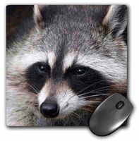 3dRose LLC 8 x 8 x 0.25 Inches Mouse Pad, Raccoon (mp_4658_1)