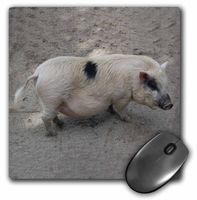 3dRose LLC 8 x 8 x 0.25 Inches Pig Mouse Pad (mp_4326_1)