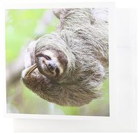 3dRose Greeting Cards, Brown, Throated Sloth Wildlife, Corcovado Costa Rica, Sa22 Jgs0017, Jim Goldstein, Set of 6 (gc_87171_1)