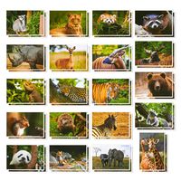 Wild Animal Postcards - 40 Postcards - Bulk Set - Featuring Tigers, Bears, Giraffes, Elephants, & More - 4 x 6 Inches